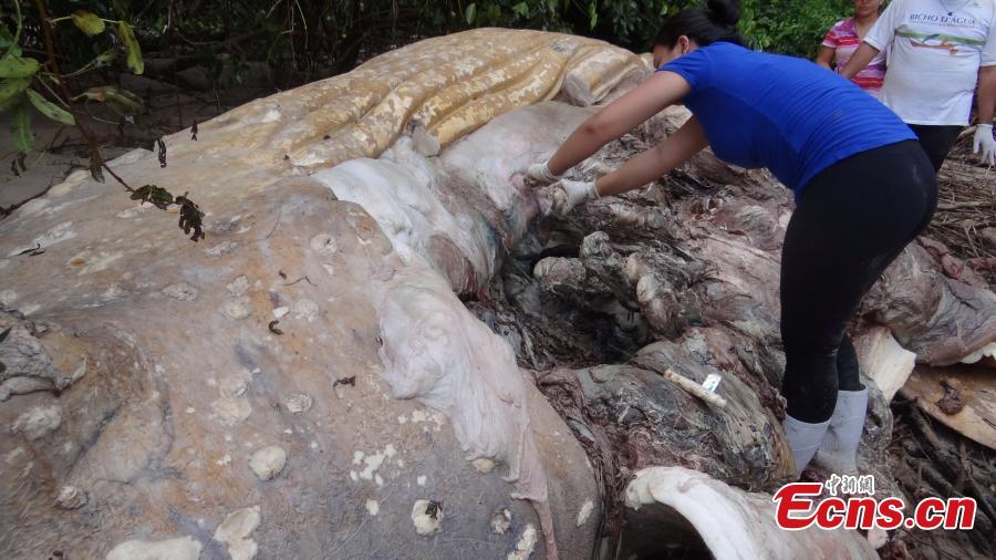 A humpback whale found dead in undergrowth on the Brazilian island of Marajo at the mouth of the Amazon River. Wildlife experts are searching for clues why the humpback, believed to be a 12-month-old calf, was about 15 meters from the ocean. (Photo/Agencies)