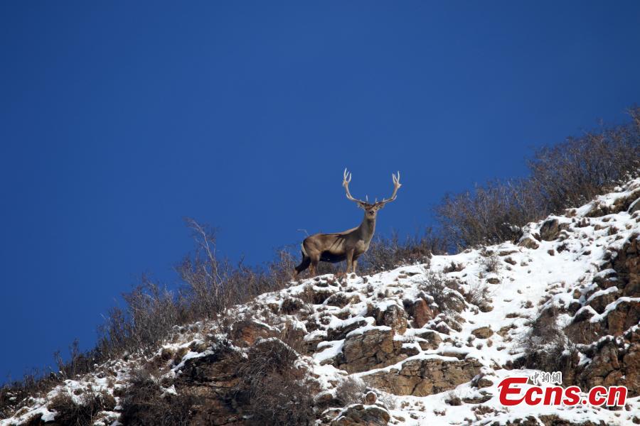 Photo taken by Naobu Zhandou, a photographer from Qinghai Province, showed a herd of white-lipped deer, Cervus albirostris, in the province\'s Batang Township. The endangered species of deer is endemic to China, found in grassland, shrubland, and forest at elevations of 3,500 to 5,100 meters in the eastern Tibetan Plateau. (Photo: China News Service/Naobu Zhandou)