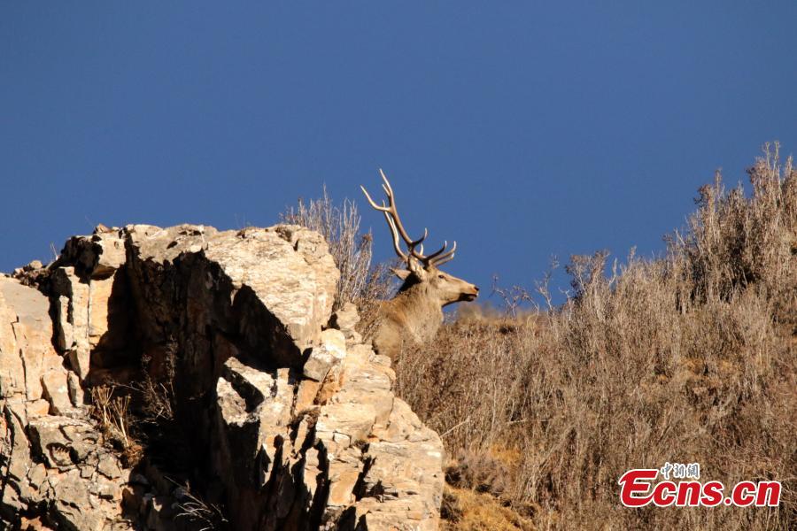 Photo taken by Naobu Zhandou, a photographer from Qinghai Province, showed a herd of white-lipped deer, Cervus albirostris, in the province\'s Batang Township. The endangered species of deer is endemic to China, found in grassland, shrubland, and forest at elevations of 3,500 to 5,100 meters in the eastern Tibetan Plateau. (Photo: China News Service/Naobu Zhandou)