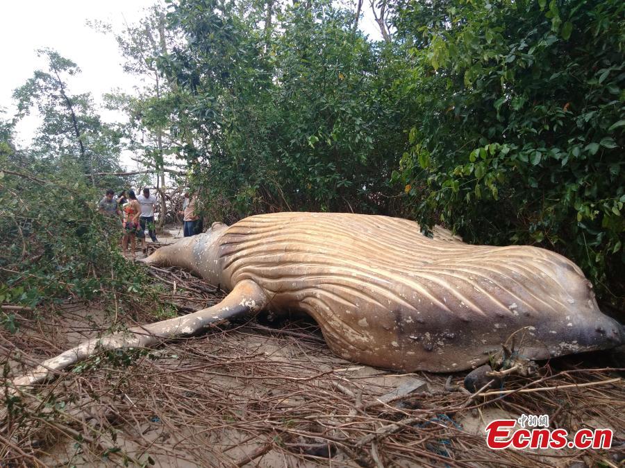A humpback whale found dead in undergrowth on the Brazilian island of Marajo at the mouth of the Amazon River. Wildlife experts are searching for clues why the humpback, believed to be a 12-month-old calf, was about 15 meters from the ocean. (Photo/Agencies)
