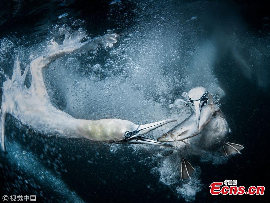 The 2019 Sony World Photography Awards (SWPA) announced winners of its Open competition category and National Awards, Feb. 26, 2019.  Winners of the Open competition were named in 10 categories and they were judged on a single exceptional image.   (Photo/VCG)