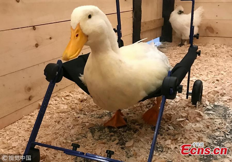 The sanctuary got in touch with Walkina Pets, which designs wheelchairs for disabled pets in \