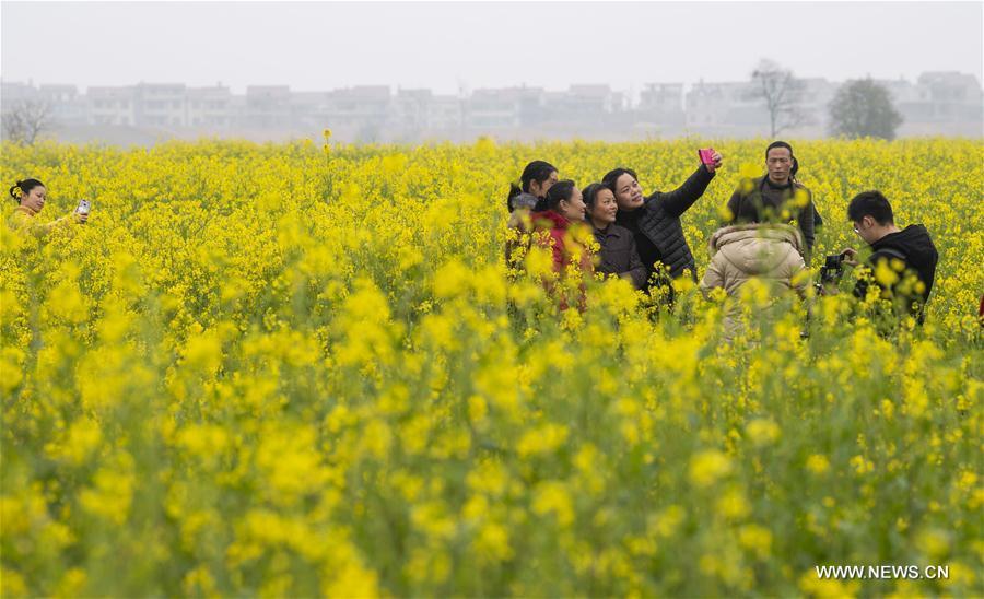 Tourists take selfies in cole flower fields at Longweizhou Village of Xinxi Township in Xinyu City, east China\'s Jiangxi Province, Feb. 26, 2019. (Xinhua/Zhao Chunliang)