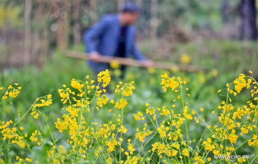 A farmer works in the field beside blooming cole flowers in Qidu Township of Yongfeng County in Ji\'an City, east China\'s Jiangxi Province, Feb. 27, 2019. (Xinhua/Liu Haojun)