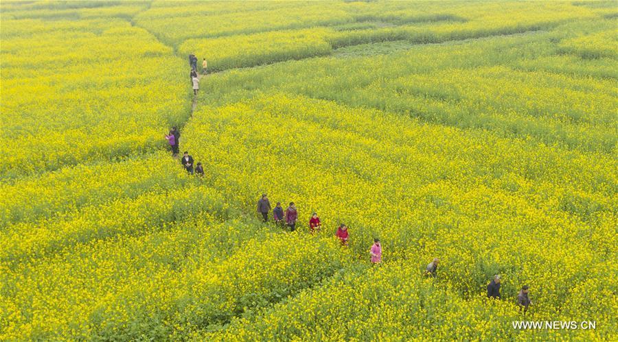 Aerial photo taken on Feb. 26, 2019 shows tourists walking in cole flower fields at Longweizhou Village of Xinxi Township in Xinyu City, east China\'s Jiangxi Province. (Xinhua/Zhao Chunliang)