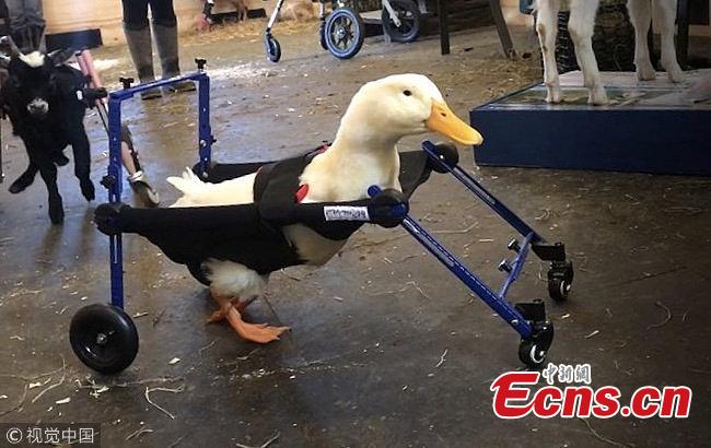 A duck born with an injured leg can now walk around freely thanks to a specially tailored animal wheelchair. Merlin was adopted by the Goats of Anarchy Sanctuary in Annandale, New Jersey, in Nov. 2018.  (Photo/VCG)