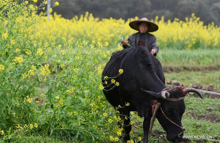A farmer works in the field beside blooming cole flowers at Longteng Village of Luocheng Mulao Autonomous County, south China\'s Guangxi Zhuang Autonomous Region, Feb. 26, 2019. (Xinhua/Meng Zengshi)