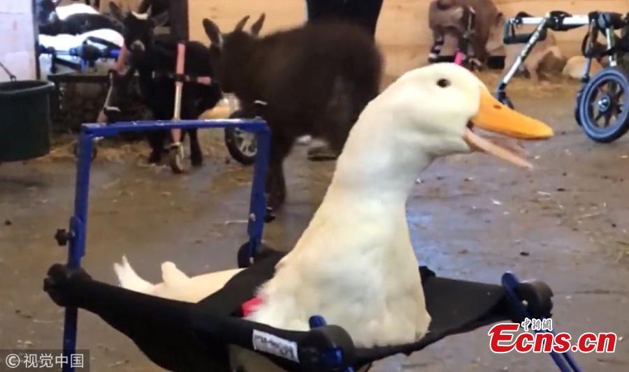 Merlin was fitted with his new wheelchair on Feb. 8 and the moment was captured by Walkina Pets.  (Photo/VCG)