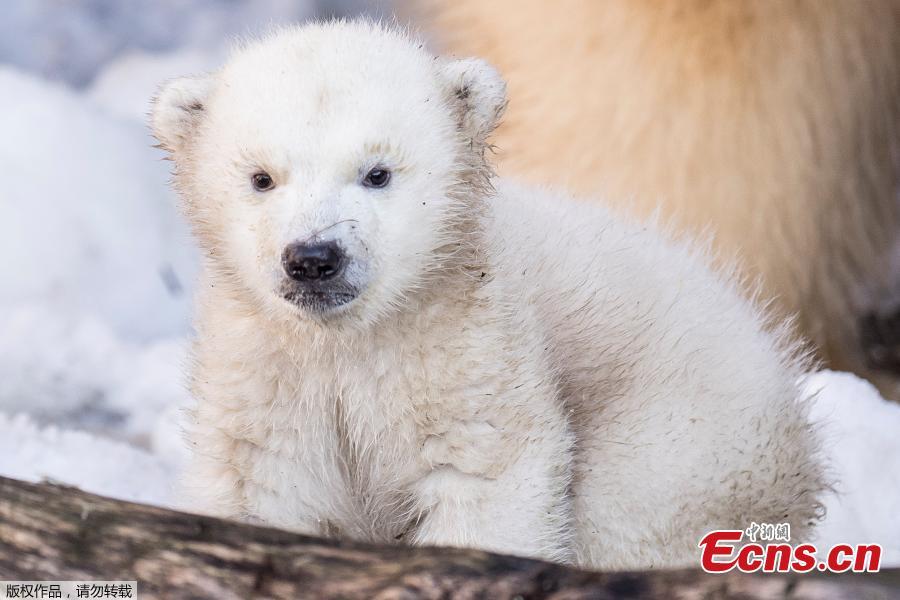 A polar bear cub comes outside for the first time in the Copenhagen Zoo, Denmark, Feb. 28, 2019. (Photo/Agencies)