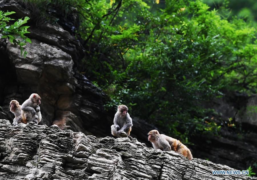 Wild macaques are seen at the \