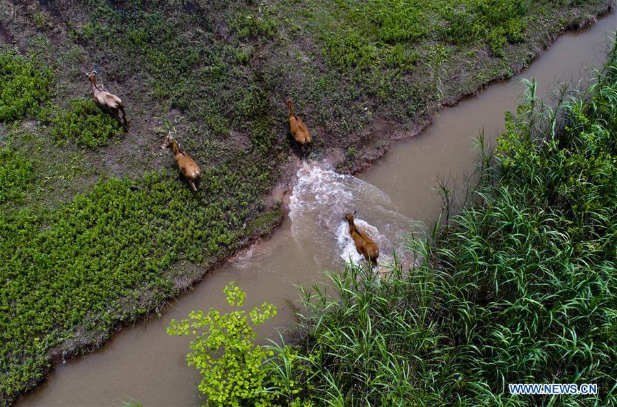 A herd of Milu deer run at a shelter for Milu deer and birds near Dongting Lake, central China\'s Hunan Province, May 23, 2018. As \