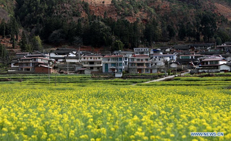 Photo taken on Feb. 19, 2019 shows the cole flower fields in Puwei Township of Panzhihua City, southwest China\'s Sichuan Province. As \