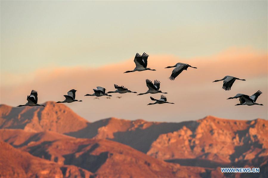 Black-necked cranes fly over the natural reserve for black-necked crane in Lhunzhub County, southwest China\'s Tibet Autonomous Region, Jan. 1, 2019. As \