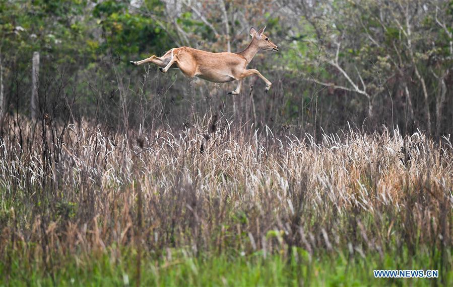 An Eld\'s deer runs at Datian Eld\'s deer national nature reserve in south China\'s Hainan Province, April 3, 2018. As \