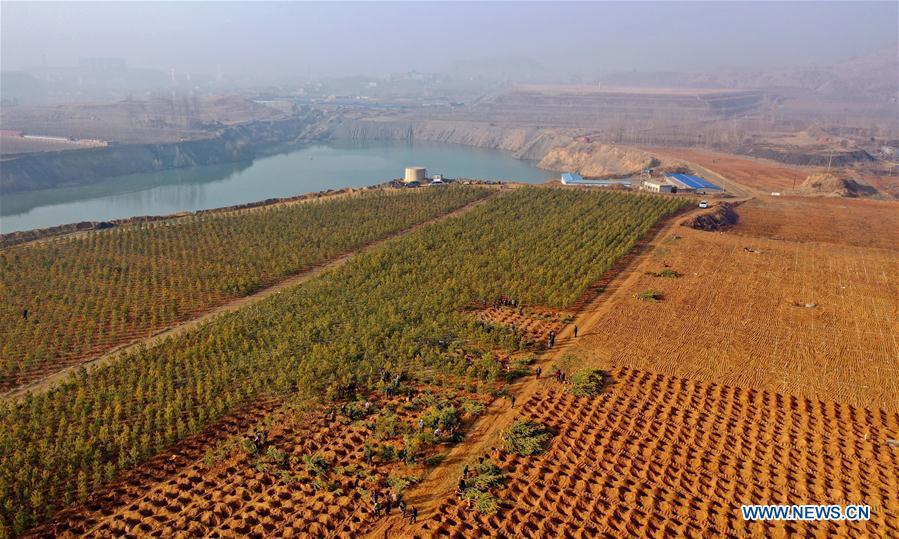 Aerial photo taken on Nov. 25, 2018 shows villagers planting trees on iron core scrapyard in Liuzhuangzi Village of Qian\'an City, north China\'s Hebei Province. As \
