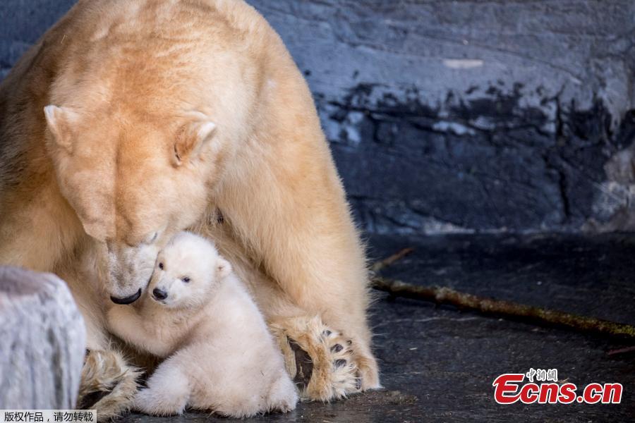 A polar bear cub comes outside for the first time in the Copenhagen Zoo, Denmark, Feb. 28, 2019. (Photo/Agencies)