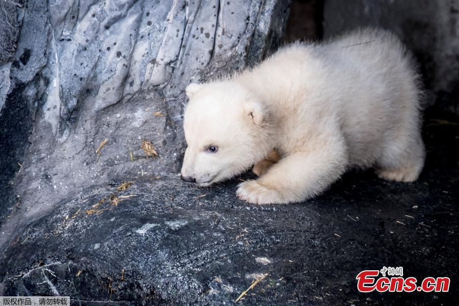 A polar bear cub comes outside for the first time in the Copenhagen Zoo, Denmark, Feb. 28, 2019. (Photo/Agencies)
