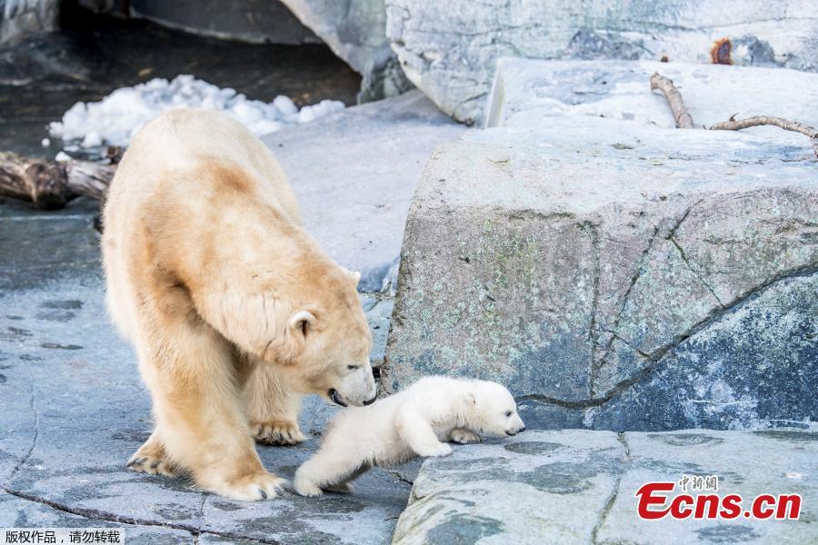 A polar bear cub comes outside for the first time in the Copenhagen Zoo, Denmark, Feb. 28, 2019. (Photo/Agencies)