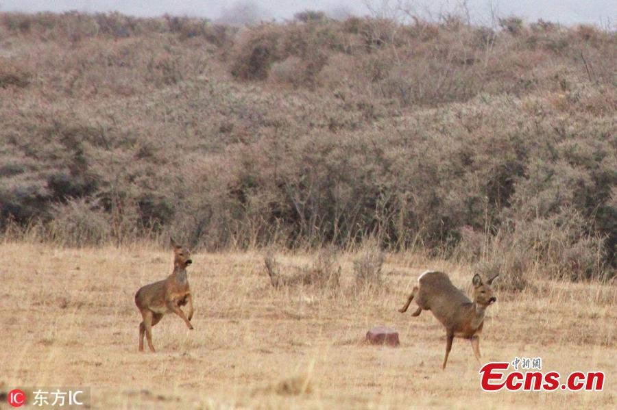 European roe deer roam in the Qilian Mountains nature reserve in Zhangye City, Northwest China\'s Gansu Province, March 2, 2019. The population of wild animals, including endangered species, is rising in the conservation area. Qilian is important in the fight to protect the ecological environment and biological diversity. (Photo/IC)