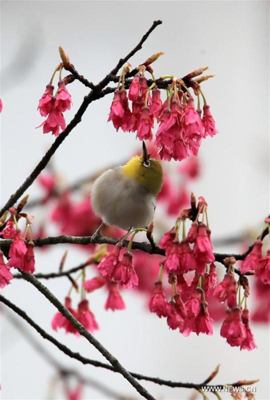 A bird is seen on a flowering tree at Huizhou Cultural Park in Huangshan, east China\'s Anhui Province, March 2, 2019. (Xinhua/Shi Guangde)