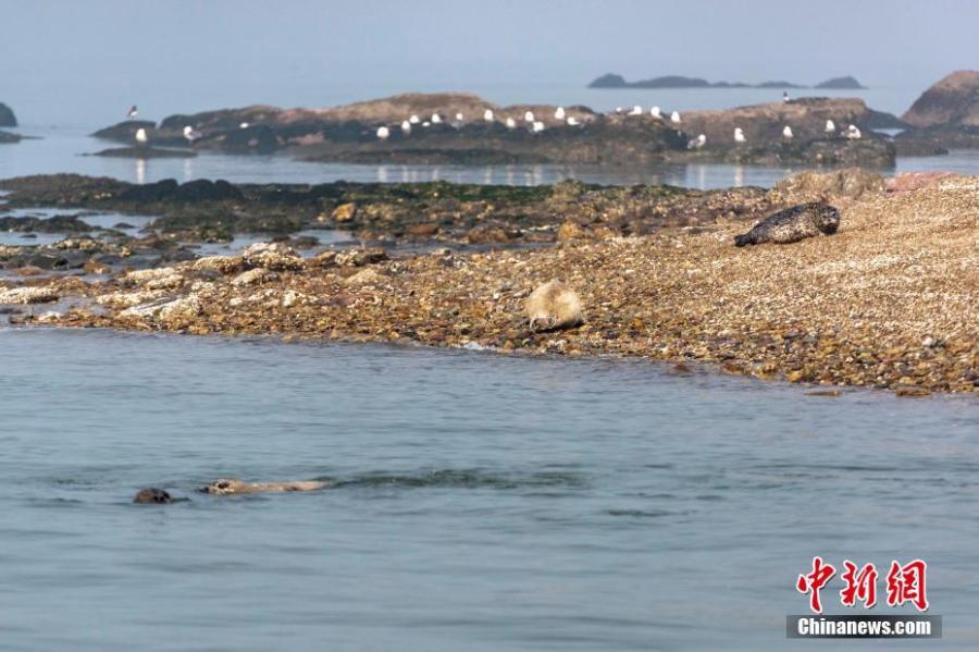 Baby spotted seals on a beach on Huping Island in Dalian City, Northeast China\'s Liaoning Province. Approximately 160-280 spotted seals live in the area\'s waters, a sign the natural environment is a healthy one. (Photo: China News Service/Bian Zhidong)