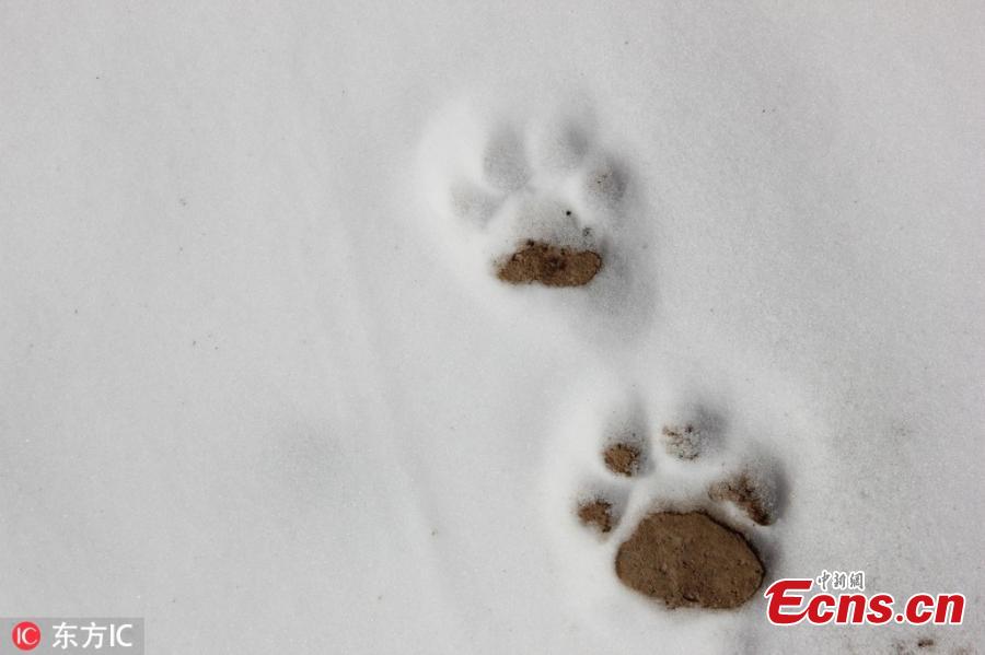 Footprints of a snow leopard are found in a snow field in the Qilian Mountains nature reserve in Zhangye City, Northwest China\'s Gansu Province, March 2, 2019. The population of wild animals, including endangered species, is rising in the conservation area. Qilian is important in the fight to protect the ecological environment and biological diversity. (Photo/IC)