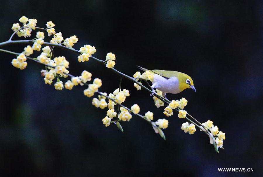 A bird is seen on a flowering tree in Wuxing Village of Hengyang, central China\'s Hunan Province, March 2, 2019. (Xinhua/Cao Zhengping)