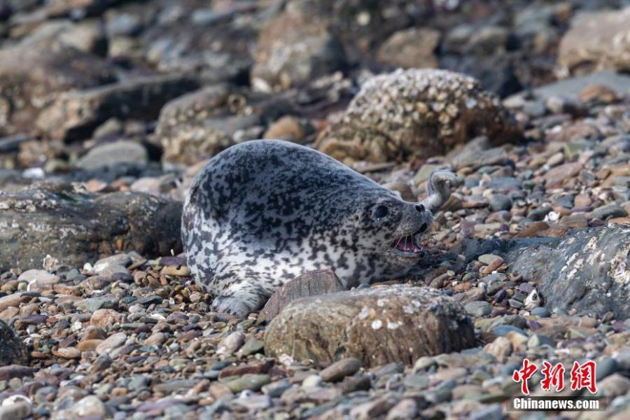 Baby spotted seals on a beach on Huping Island in Dalian City, Northeast China\'s Liaoning Province. Approximately 160-280 spotted seals live in the area\'s waters, a sign the natural environment is a healthy one. (Photo: China News Service/Bian Zhidong)