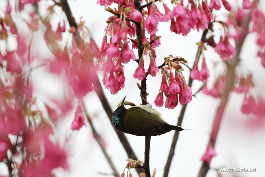 A bird is seen on a flowering tree in Daoxian County of Yongzhou, central China\'s Hunan Province, March 2, 2019. (Xinhua/He Hongfu)