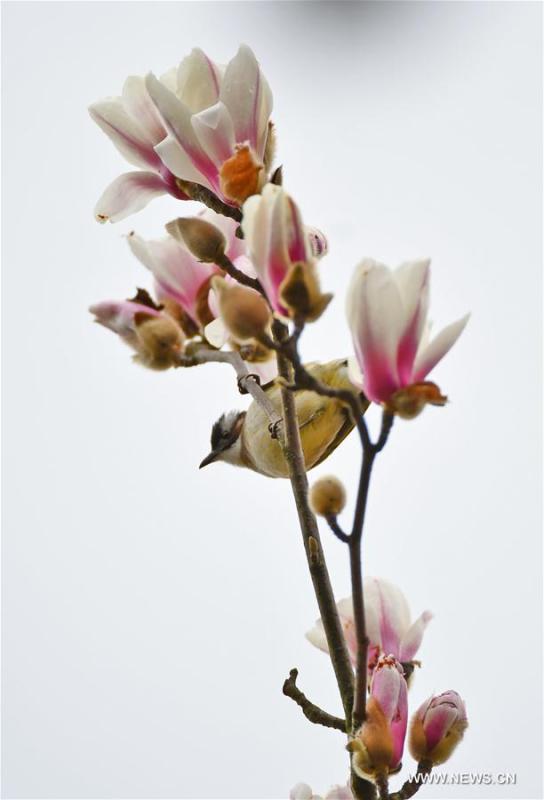 A bird is seen on a flowering tree at Binjiang Park in Yichang, central China\'s Hubei Province, March 2, 2019. (Xinhua/Liu Shusong)