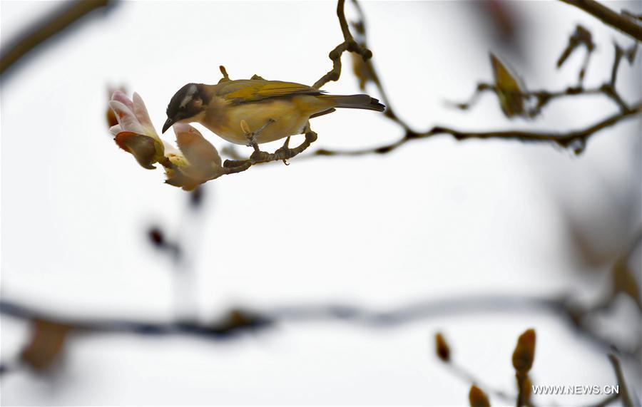 A bird is seen on a flowering tree at Binjiang Park in Yichang, central China\'s Hubei Province, March 2, 2019. (Xinhua/Liu Shusong)