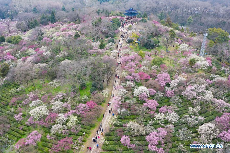 Aerial photo taken on March 3, 2019 shows tourists visiting the Meihuashan (Plum Blossom Hill) scenic area in Nanjing, east China\'s Jiangsu Province. People go out to enjoy the scenery of flowers in blossom as temperature rises in many parts of China in early spring. (Xinhua/Su Yang)
