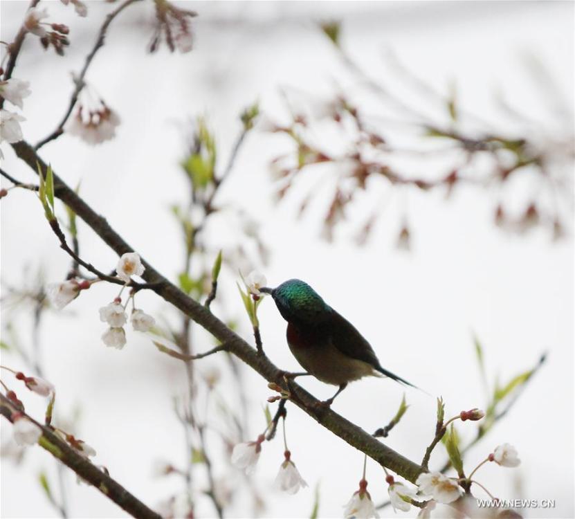 A bird is seen on a flowering tree at Daoxian County of Yongzhou, central China\'s Hunan Province, March 2, 2019. (Xinhua/He Hongfu)