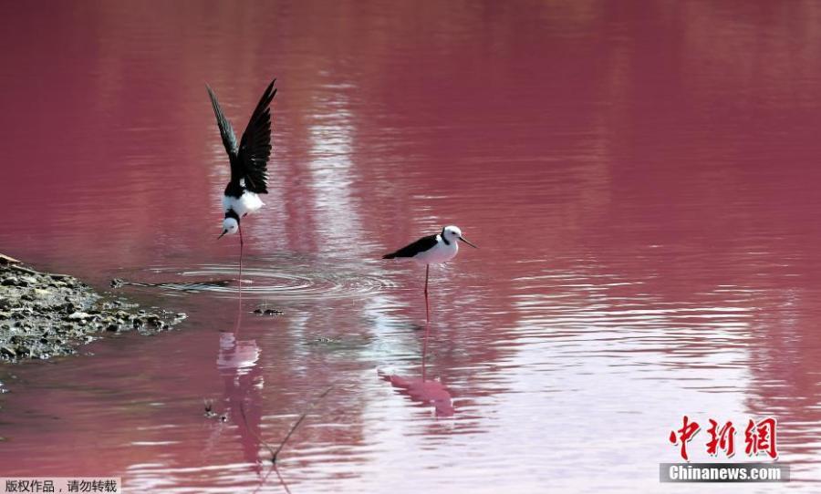 The salt lake of the Westgate Park in Melbourne, Australia, has attracted many visitors after it turned a vivid pink, March 4, 2019.  (Photo/Agencies)