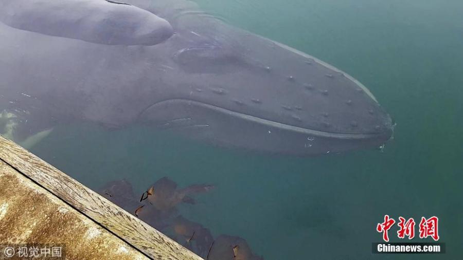 The moment a young humpback whale broke free after becoming stuck in shallow British waters. Experts had been worried after the animal became stuck between a pontoon and a Scottish Association for Marine Science lab. The deep-diving animal was stuck for a number of hours until the rising tide unexpectedly helped it swim free. Harbour assistant Jack Waldie, 24, captured a serene video of it swimming to freedom. (Photo/VCG)