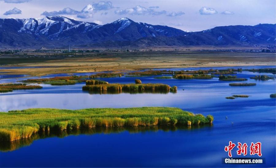 Photo taken on March 5, 2019 shows Euphrates poplar trees in Bayingolin Mongol Autonomous Prefecture, Northwest China\'s Xinjiang Uygur Autonomous Region. (Photo: China News Service/Wang Jianxin)