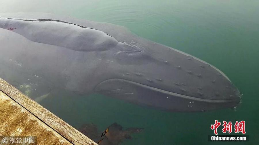 The moment a young humpback whale broke free after becoming stuck in shallow British waters. Experts had been worried after the animal became stuck between a pontoon and a Scottish Association for Marine Science lab. The deep-diving animal was stuck for a number of hours until the rising tide unexpectedly helped it swim free. Harbour assistant Jack Waldie, 24, captured a serene video of it swimming to freedom. (Photo/VCG)