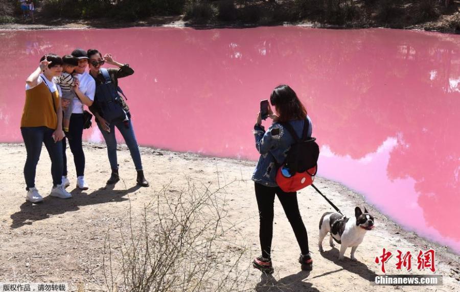 The salt lake of the Westgate Park in Melbourne, Australia, has attracted many visitors after it turned a vivid pink, March 4, 2019. Though at first it looks like toxic pollution, the change in the lake\'s color is actually due to a natural phenomenon. Due to the warm temperature and extreme salt levels, green algae at the bottom of the lake multiplied quickly, producing a pink pigment during its photosynthetic process.   (Photo/Agencies)