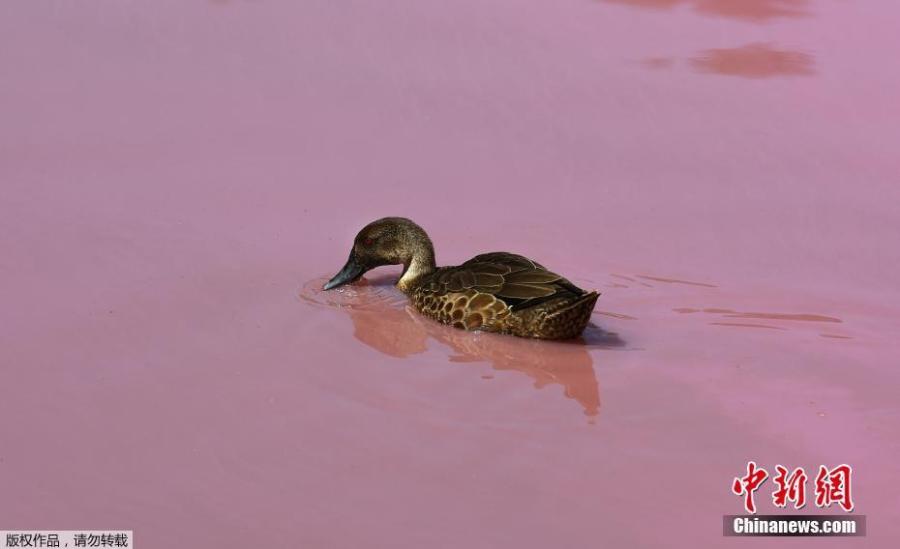 The salt lake of the Westgate Park in Melbourne, Australia, has attracted many visitors after it turned a vivid pink, March 4, 2019.  (Photo/Agencies)
