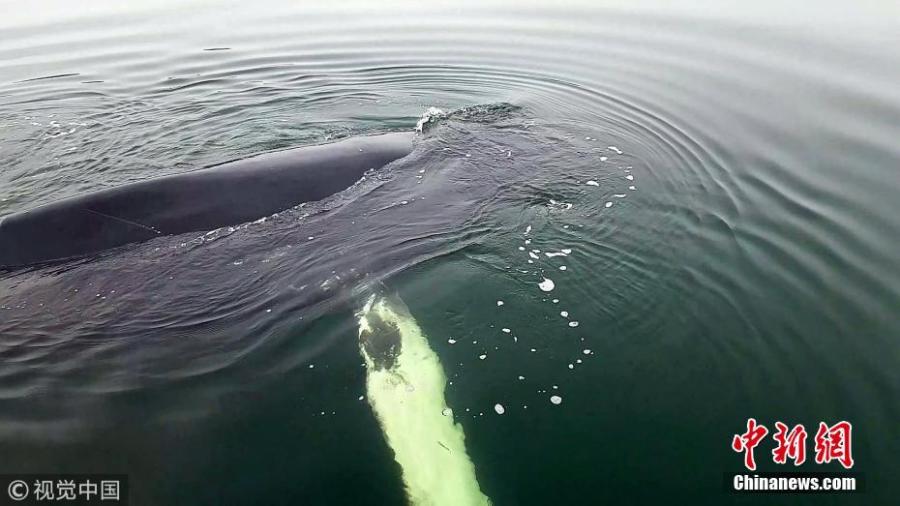The moment a young humpback whale broke free after becoming stuck in shallow British waters. Experts had been worried after the animal became stuck between a pontoon and a Scottish Association for Marine Science lab. The deep-diving animal was stuck for a number of hours until the rising tide unexpectedly helped it swim free. Harbour assistant Jack Waldie, 24, captured a serene video of it swimming to freedom. (Photo/VCG)
