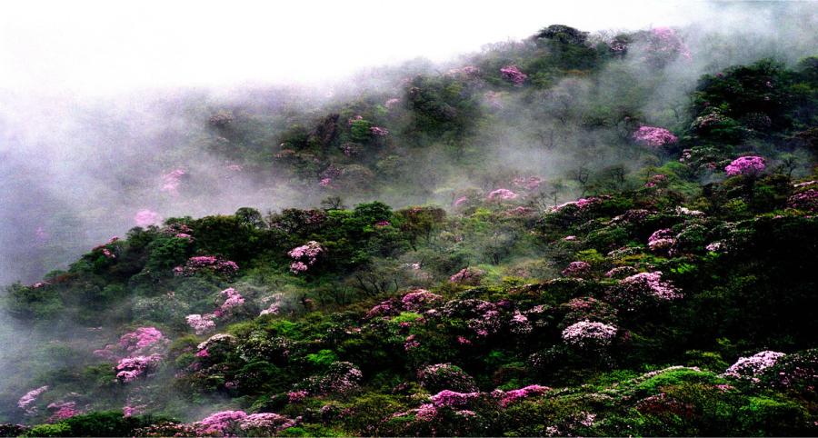 Fanjing Mountain was added to UNESCO\'s World Natural Heritage list in July 2018.  (Photo provided to chinadaily.com.cn)