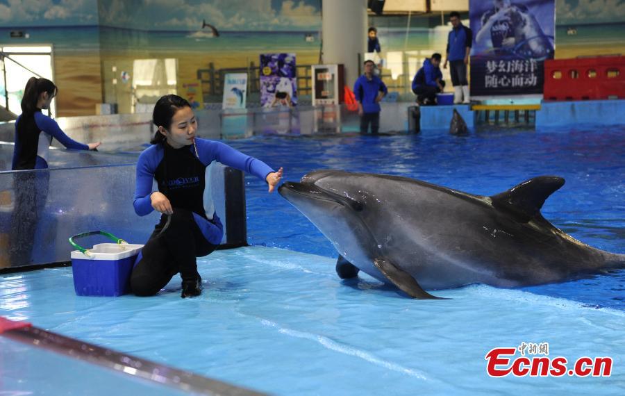 Trainer Sun Liru trains with a dolphin at an aquarium in Hefei City, Anhui Province, March 5, 2019. Sun said she chose the job because she has loved animals since she was a child. She has been training dolphins for four years. (Photo: China News Service/Han Suyuan)