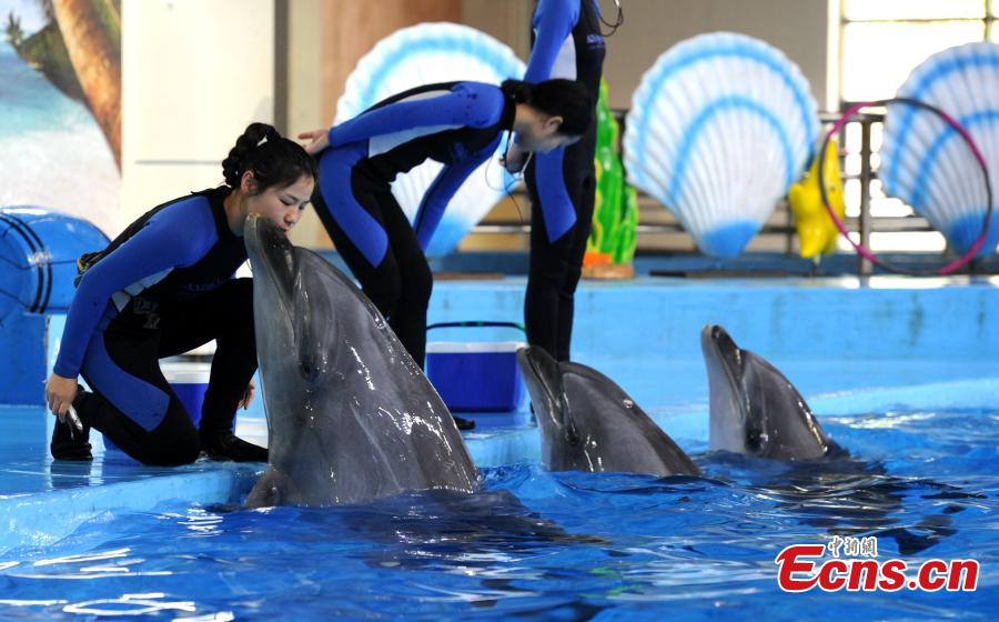 Trainer Sun Liru takes part in a dolphin show with colleagues at an aquarium in Hefei City, Anhui Province, March 5, 2019. Sun said she chose the job because she has loved animals since she was a child. She has been training dolphins for four years. (Photo: China News Service/Han Suyuan)