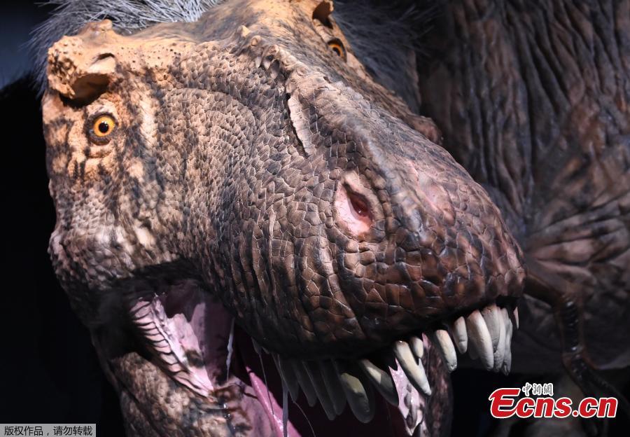 A scientifically accurate model of a Tyrannosaurus rex is seen as part of a new exhibit at the American Museum of Natural History called \