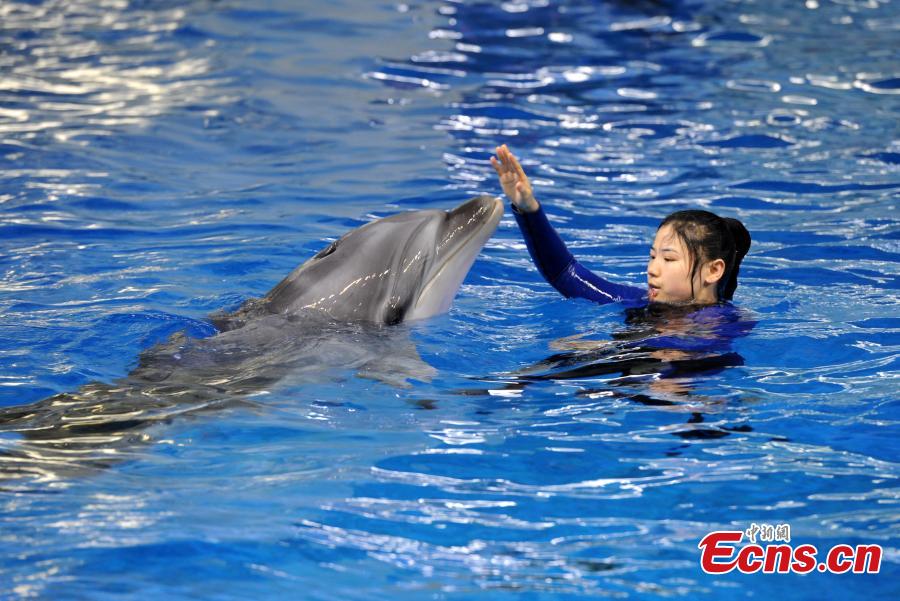 Trainer Sun Liru trains with a dolphin at an aquarium in Hefei City, Anhui Province, March 5, 2019. Sun said she chose the job because she has loved animals since she was a child. She has been training dolphins for four years. (Photo: China News Service/Han Suyuan)