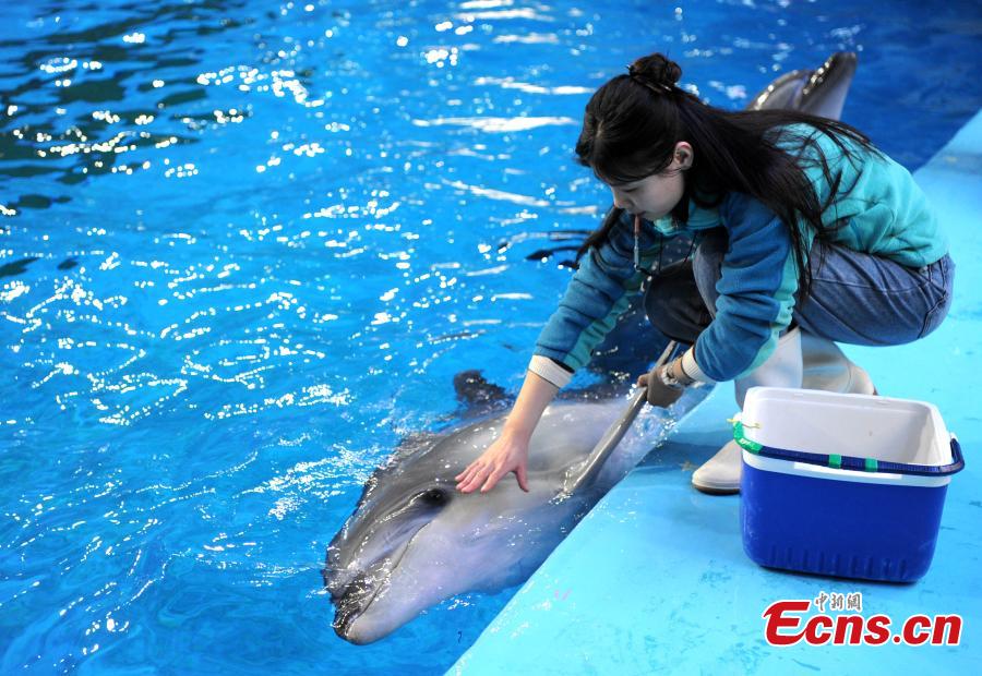 Trainer Sun Liru checks the health of a dolphin at an aquarium in Hefei City, Anhui Province, March 5, 2019. Sun said she chose the job because she has loved animals since she was a child. She has been training dolphins for four years. (Photo: China News Service/Han Suyuan)