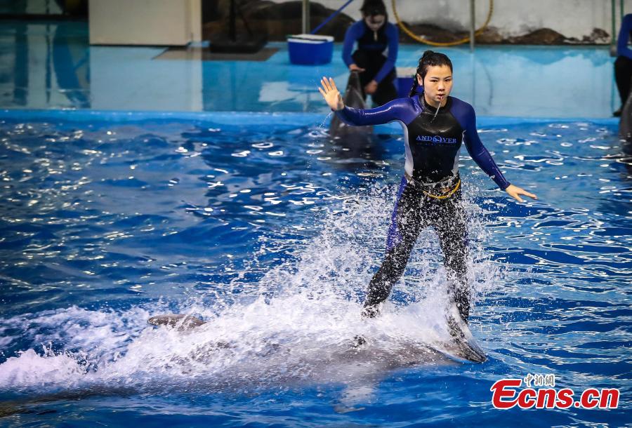 Trainer Sun Liru trains with a dolphin at an aquarium in Hefei City, Anhui Province, March 5, 2019. Sun said she chose the job because she has loved animals since she was a child. She has been training dolphins for four years. (Photo: China News Service/Han Suyuan)