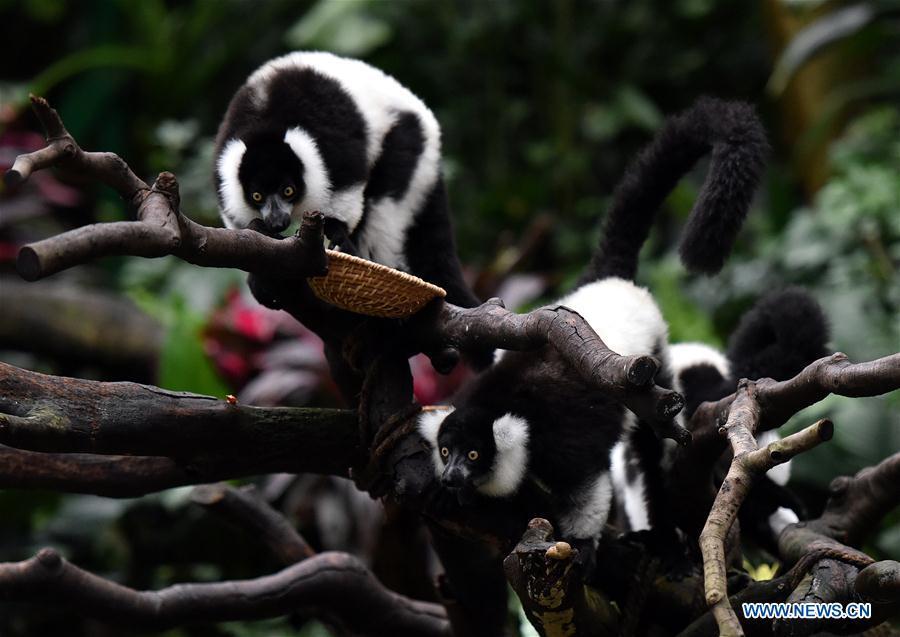 Triplets of black-and-white ruffed lemur eat food on tree branches at Chimelong Safari Park in Guangzhou, capital of south China\'s Guangdong Province, March 6, 2019. China\'s first successfully-bred black-and-white ruffed lemur triplets met the public Wednesday after nearly 10 months of intensive care since their birth. The black-and-white ruffed lemur is listed as a critically endangered species by the International Union for Conservation of Nature (IUCN). (Xinhua/Liu Dawei)