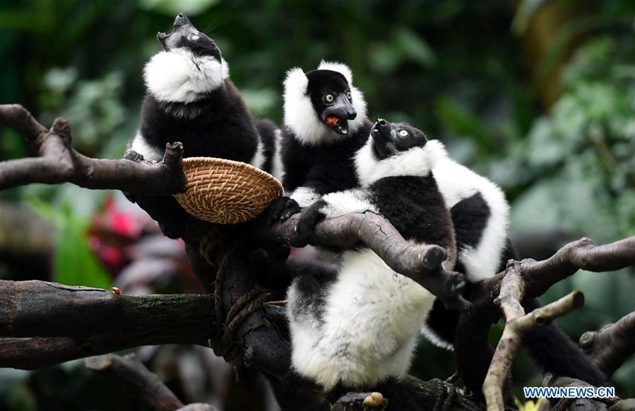 Triplets of black-and-white ruffed lemur eat food on tree branches at Chimelong Safari Park in Guangzhou, capital of south China\'s Guangdong Province, March 6, 2019. China\'s first successfully-bred black-and-white ruffed lemur triplets met the public Wednesday after nearly 10 months of intensive care since their birth. The black-and-white ruffed lemur is listed as a critically endangered species by the International Union for Conservation of Nature (IUCN). (Xinhua/Liu Dawei)