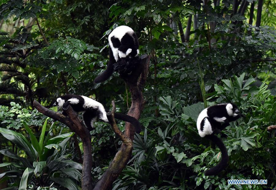 Triplets of black-and-white ruffed lemur play on tree branches at Chimelong Safari Park in Guangzhou, capital of south China\'s Guangdong Province, March 6, 2019. China\'s first successfully-bred black-and-white ruffed lemur triplets met the public Wednesday after nearly 10 months of intensive care since their birth. The black-and-white ruffed lemur is listed as a critically endangered species by the International Union for Conservation of Nature (IUCN). (Xinhua/Liu Dawei)